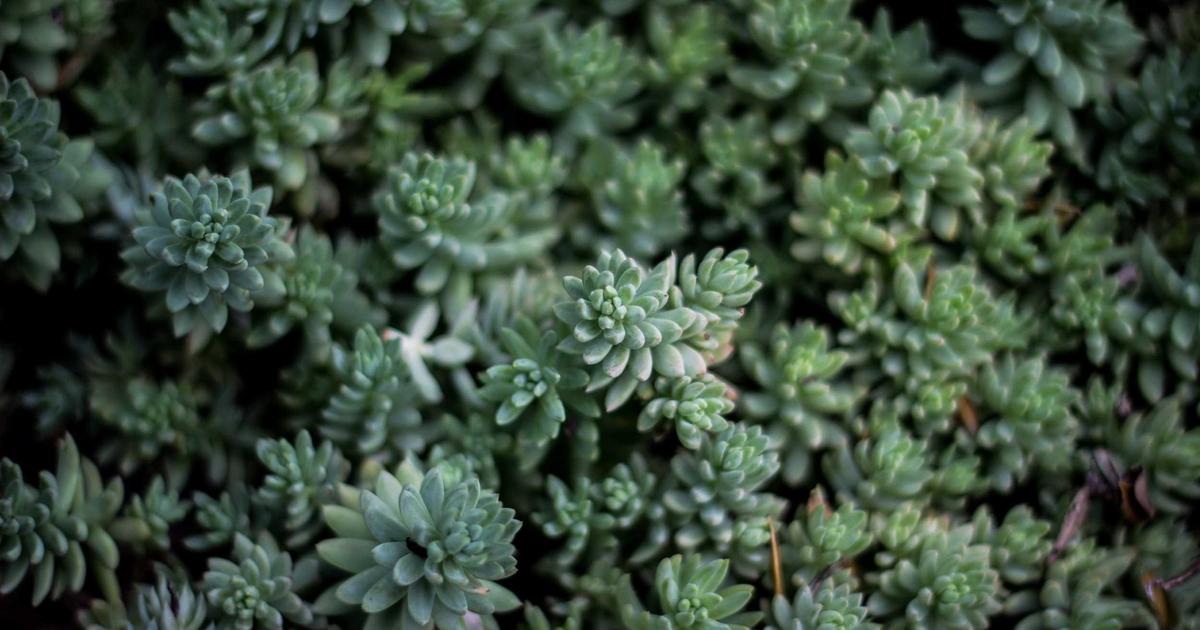 格安航空券を比較サイトで探している様子